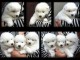 Magnifiques Chiots Samoy&egrave;de Pure Race