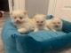 Magnifiques chiots spitz Pom&eacute;raniens tout blanc
