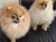 Adorables chiots spitz allemand &agrave; donner pour adoption..