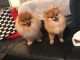 A adopter! Magnifiques chiots spitz allemand.