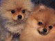 A donner adorables chiots spitz allemand pour adoption