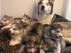 chiots Husky de Sib&eacute;rie a donner 
