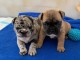 Adorables chiots bouledogues fran&ccedil;ais disponible pour adoption.