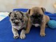 adorables  chiots  bouledogue fran&ccedil;ais  de 3 mois disponible pour