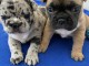  adorables  chiots  bouledogue fran&ccedil;ais  de 3 mois disponible pou