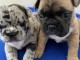 Adorables chiots bouledogues fran&ccedil;ais disponible pour adoption.