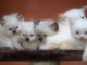 Magnifiques Chatons Sacr&eacute; de Birmanie Pure Race Pedigree