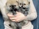 Magnifiques Chiots Spitz Nain Pom&eacute;ranien Pure Race