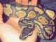 Femelle Enchi Royal Python &agrave; vendre + configuration