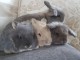 B&eacute;b&eacute;s lapins nains a donner 