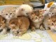 Superbes Chatons British Shortair Pure Race