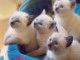  Magnifiques Chatons Sacr&eacute; de Birmanie Pure Race