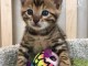Chaton Bengal a Donner