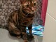Chat Bengal recherche nouvelle famille.