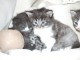 chatons Norv&eacute;gien pour adoption 