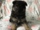 Chiots de berger allemand pr&ecirc;ts maintenant