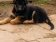 Chiot m&acirc;le berger allemand.