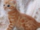 Magnifique Chaton Bengal Disponible 