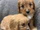  Adorables chiots Cocker Spaniel &agrave; donner