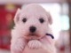 A donner chiot type bichon Fris&eacute; femelle