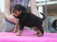  magnifique chiot type rottweiler &agrave; donner