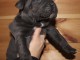 magnifique chiot cane corso &agrave; donner