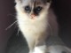 chaton sacr&eacute; de birmanie femelle &agrave; donner