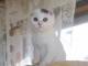  magnifique chaton scottish fold &agrave; donner