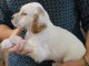chiot Setter Anglais femelle &agrave; donner 