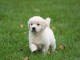 Magnifique  chiot golden retriever &agrave; donner
