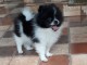 magnifique Spitz pomeranien