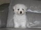 Magnifique  chiot Coton de Tul&eacute;ar &agrave; donner