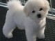 Magnifique  chiot Bichon frise &agrave; donner