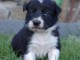 A DONNER CHIOTS BORDER COLLIE