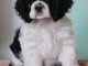 Magnifique  chiot  American Cocker &agrave; donner
