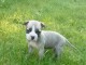 Magnifique  chiot Am&eacute;rican Staffordshire Terrier &agrave; donner