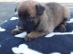 Magnifique  chiot Berger belge &agrave; donner 