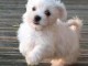 Magnifique  chiot Bichon frise &agrave; donner