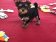 Magnifique  chiot Yorkshire Terrier &agrave; donner