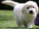 Magnifique  chiot golden retriever &agrave; donner 