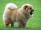 Magnifique  chiot Chow chow &agrave; donner