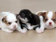 Superbes Chiots Chihuahua Pure Race Poils Courts Taille Standard