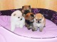 Magnifiques Chiots Spitz Nain Pom&eacute;ranien Pure Race