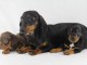 Adorables Chiots Teckel Nain Pure Race
