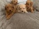 adorable b&eacute;b&eacute;s chiots cockapoo F1b disponible de suite