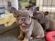 2x beaux chiots bouledogue fran&ccedil;ais