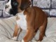  Magnifiques chiots Boxeur a reserver