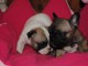 chiots Bouledogue Fran&ccedil;ais disponibles
