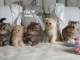 chatons males et femelles type persan