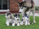 A donner des Magnifiques chiots Husky sib&eacute;rien dispos